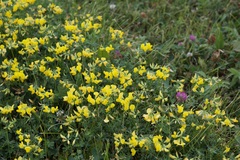 Lotus corniculatus