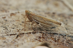 Stenocranus minutus