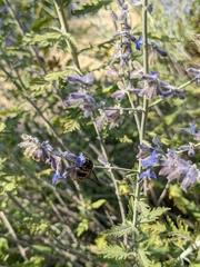 Anthidium