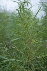 Salix interior