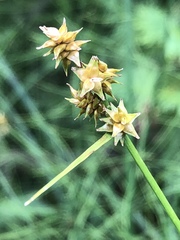 Carex wiegandii