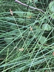 Carex wiegandii