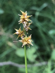 Carex wiegandii