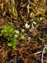 Cardamine bellidifolia