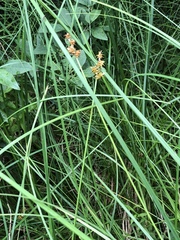 Carex wiegandii