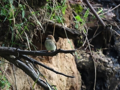 Myiophobus fasciatus