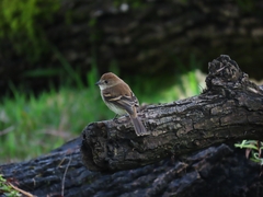 Myiophobus fasciatus