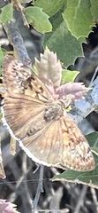 Erynnis tristis tatius