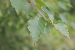 Betula