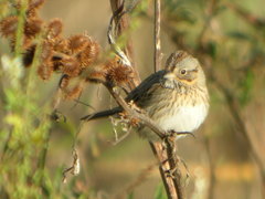 Lincoln's Sparrow photo 2