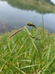 Carex macrochaeta