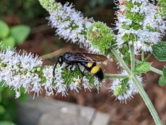 Scoliidae