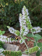 Scoliidae