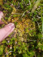 Sphagnum compactum