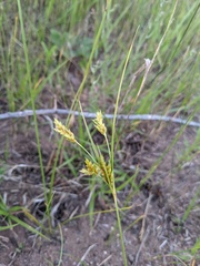 Cyperus schweinitzii