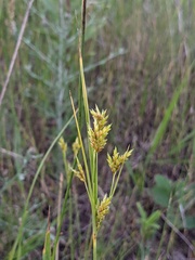 Cyperus schweinitzii
