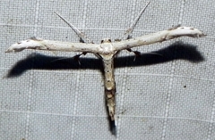 Oidaematophorus
