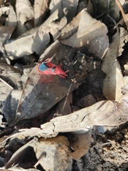 Probergrothius sanguinolens