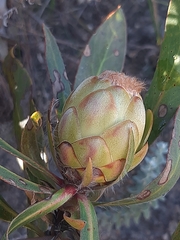 Protea foliosa