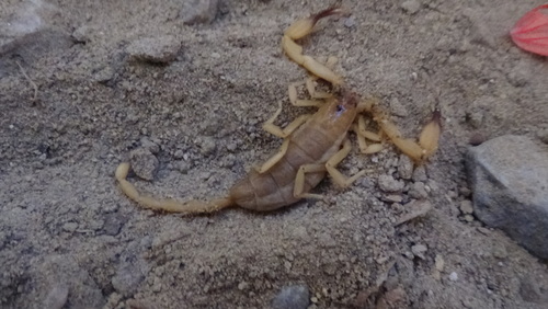 Hemiscorpius acanthocercus · iNaturalist