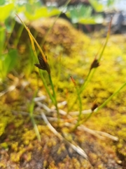 Juncus castaneus