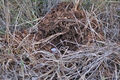 Sus scrofa domesticus