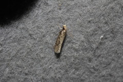 Acrolophinae