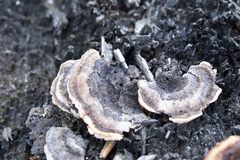 Gloeophyllum sepiarium