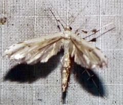 Oidaematophorus