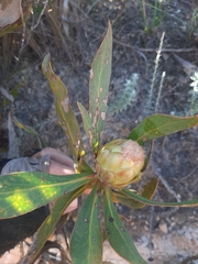 Protea foliosa