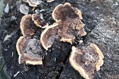 Gloeophyllum sepiarium