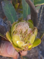 Protea foliosa