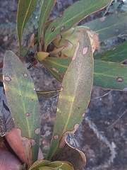 Protea foliosa