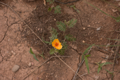 Kallstroemia grandiflora