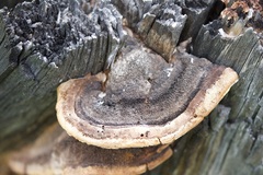 Gloeophyllum sepiarium