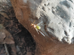 Oecophylla smaragdina