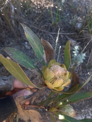 Protea foliosa