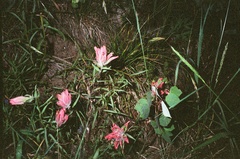 Castilleja linariifolia
