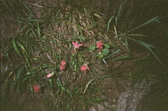 Castilleja linariifolia