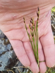 Juncus castaneus