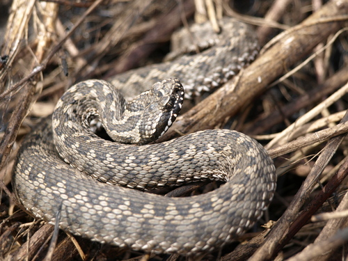 Steppe Viper