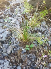 Juncus castaneus