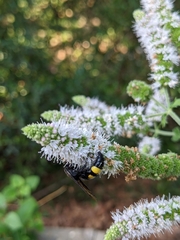 Scoliidae