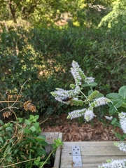 Scoliidae