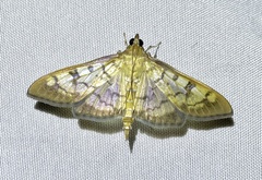 Mimorista subcostalis