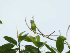 Forpus crassirostris