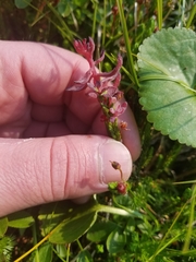 Exobasidium cassiopes