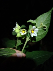 Solanum didymum
