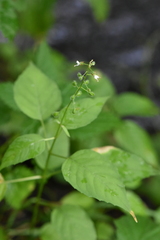 Circaea canadensis quadrisulcata