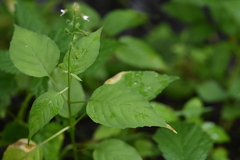 Circaea canadensis quadrisulcata
